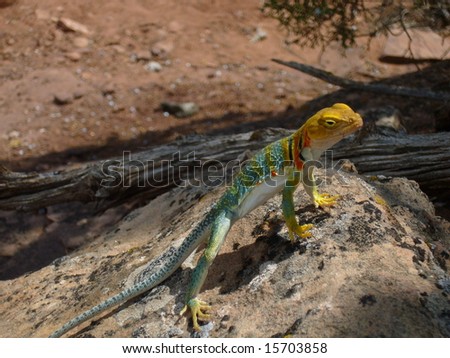 Golden headed Collared Lizard, in Colorado National Monument, #2