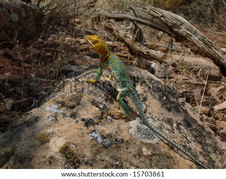Golden headed Collared Lizard, in Colorado National Monument, #3