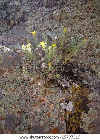 tiny plant clinging to life in a crack on a granite cliff-face