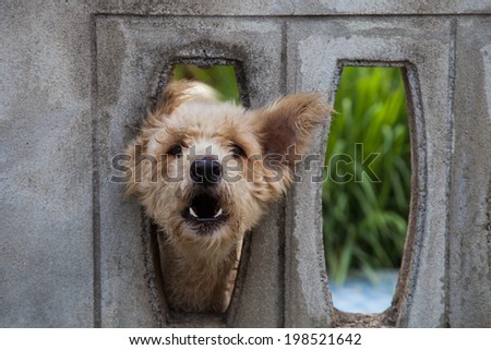 Dog   behind the walls.