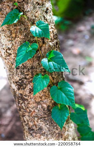 green ivy, grows up in gray, old tree bark, background structure