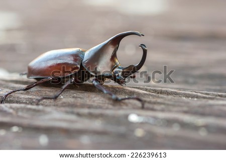 Rhinoceros beetle, Rhino beetle, Hercules beetle, Unicorn beetle, Horn beetle isolated