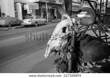 Old buffalo skull hanging on the tricycle.