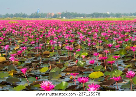 Sea of pink  and red lotus at Udonthani  Thailand (unseen in Thailand)