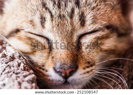 orange eyes Scottish Fold cat, portrait. Focus on eyes