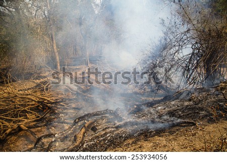 A landscape on brushfire: flame, smoke, ash, trees and sky.