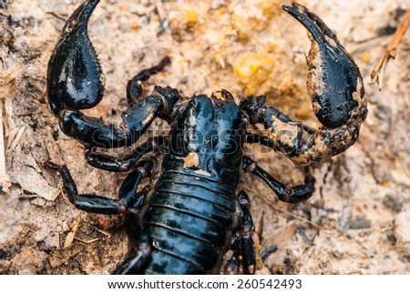 Black scorpion walking closeup