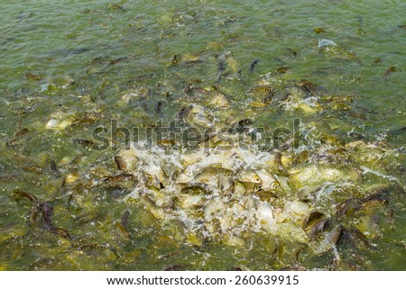 image of feeding many of wild carp fish in pond.