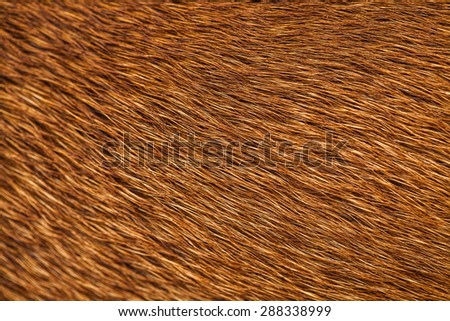 Abstract of Dog\'s Hair