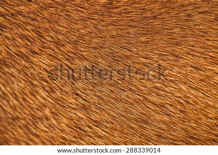 Abstract of Dog\'s Hair