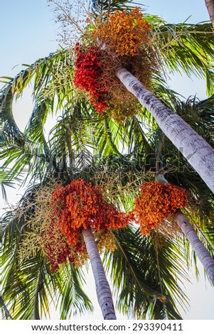 Palm fruit on the tree.
