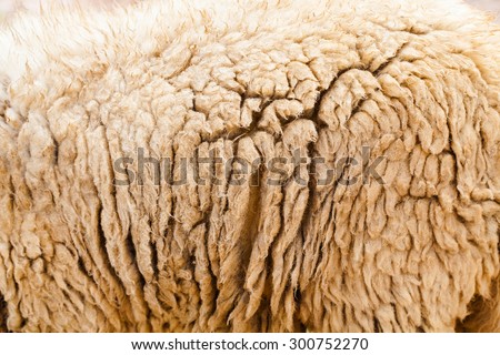 The manufactured skin of a sheep