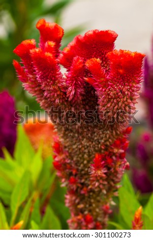 Red flower, Cockscomb or Chinese Wool Flower