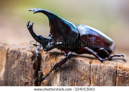 Male Rhinoceros beetle, Rhino beetle, Hercules beetle, Unicorn beetle, Horn beetle