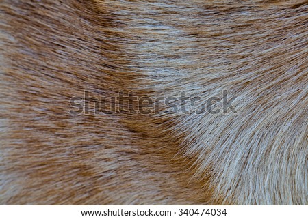 Background of  dog fur
