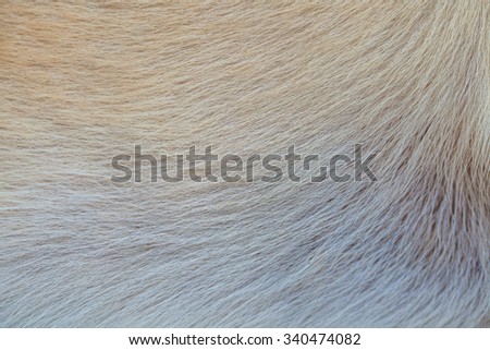 Background of  dog fur