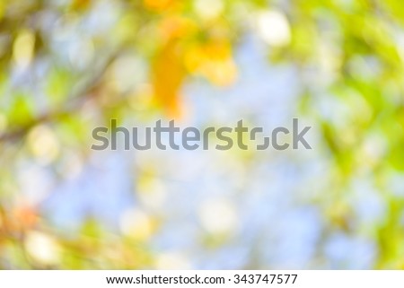 blur blurred environment nature leaves tree forest in morning light