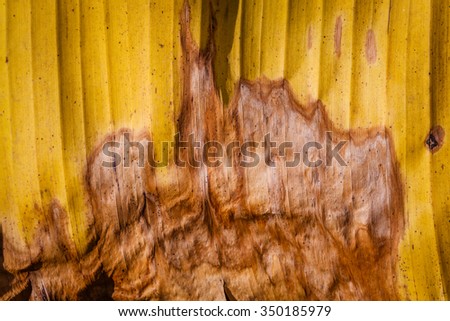 Dry  banana  leaf  texture