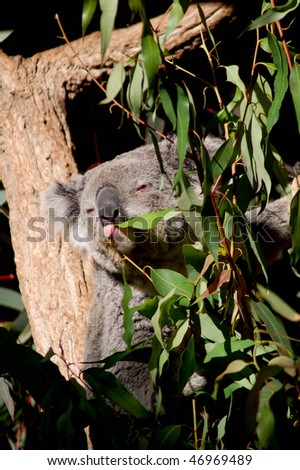 koala bear eating eucalyptus leaves