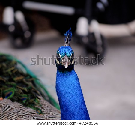 Peacock Front View