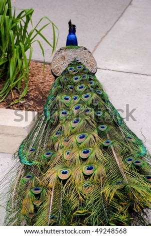 male peacock\'s tail as he walks away