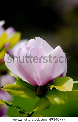 japanese magnolia tree pictures. jane magnolia tree pictures.