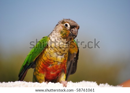 Green-cheeked Parakeet preparing to fly