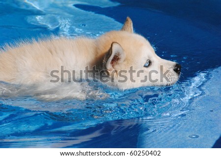 stock-photo-siberian-husky-puppy-swimming-60250402.jpg