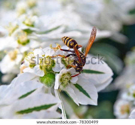 wasp on a white flower in the garden