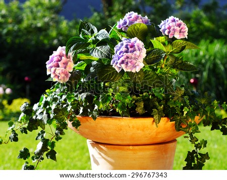 container gardening ideas with ivy and hydrangea in terracotta pot