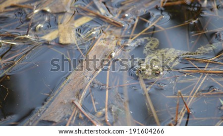 Close Up of Frog on Surface of a Pond