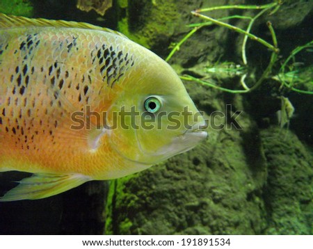 Close Up of Yellow and Orange Fish