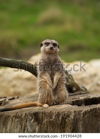 Meerkat Staying Alert on Tree Stump