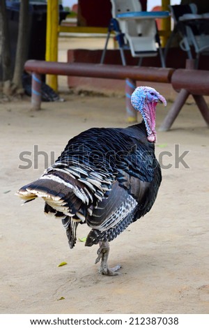 Male Turkey Walks Away from Camera, Shows Back Feathers
