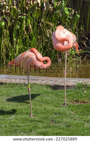 Two Flamingos Rest While Balancing on One Leg
