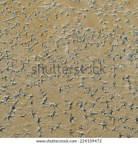 Bird\'s footprints on clay surface