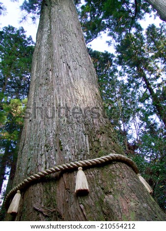 A prayer rope is wrapped around the tree trunk of a massive Japanese tree.