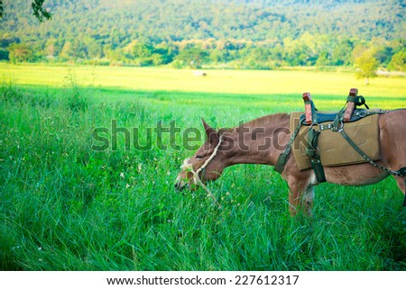 Cute wet donkey animal tied with chain graze in green meadow grass pasture in rainy day