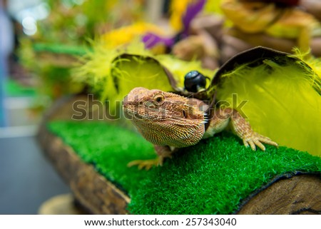 Bearded Dragon pet-out show