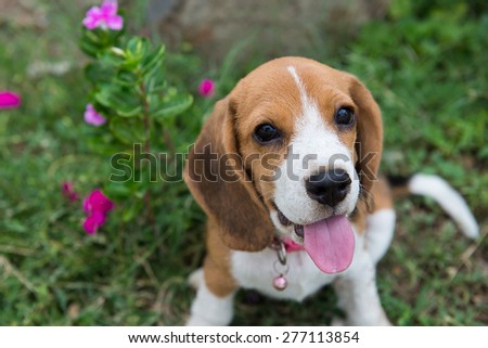 Beagle puppy sitting on green grass
