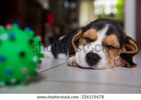beagle puppy, beagle  puppy sleeping