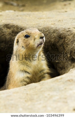 Ground hog trying to see out his hole to see if it is safe or not to get out