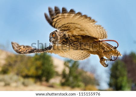 Eurasian eagle owl With wings spread out hunting down prey. Showing with wings blurry in motion.