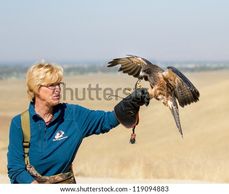 BOISE, IDAHO - OCTOBER 7 : Unidentified trainer at World Center for the Birds of Prey has a Swainson Hawk land on her glove on October 7, 2012.