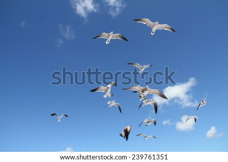 Birds: pack of sea seagulls against the blue sky and white clouds