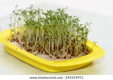 garden cress greens on wet cotton wool in the yellow pallet