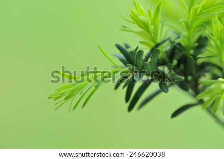 Fresh shoots of the yew - tree on green background. Macro. Fresh shoots of the yew-tree