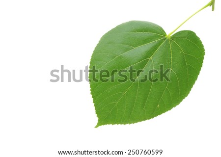 Green linden leaf isolated on white background. Linden leaf on white background.