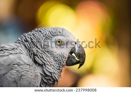 Beautiful African Grey Parrot isolated on a colorful blurred background