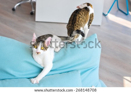 Beautiful cats playing in office on a blue sofa. Curious kitten looking at something. Concept of relaxation at work and adopting a pet